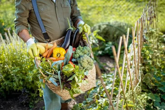 Vegetales y Hortalizas fruto o floración