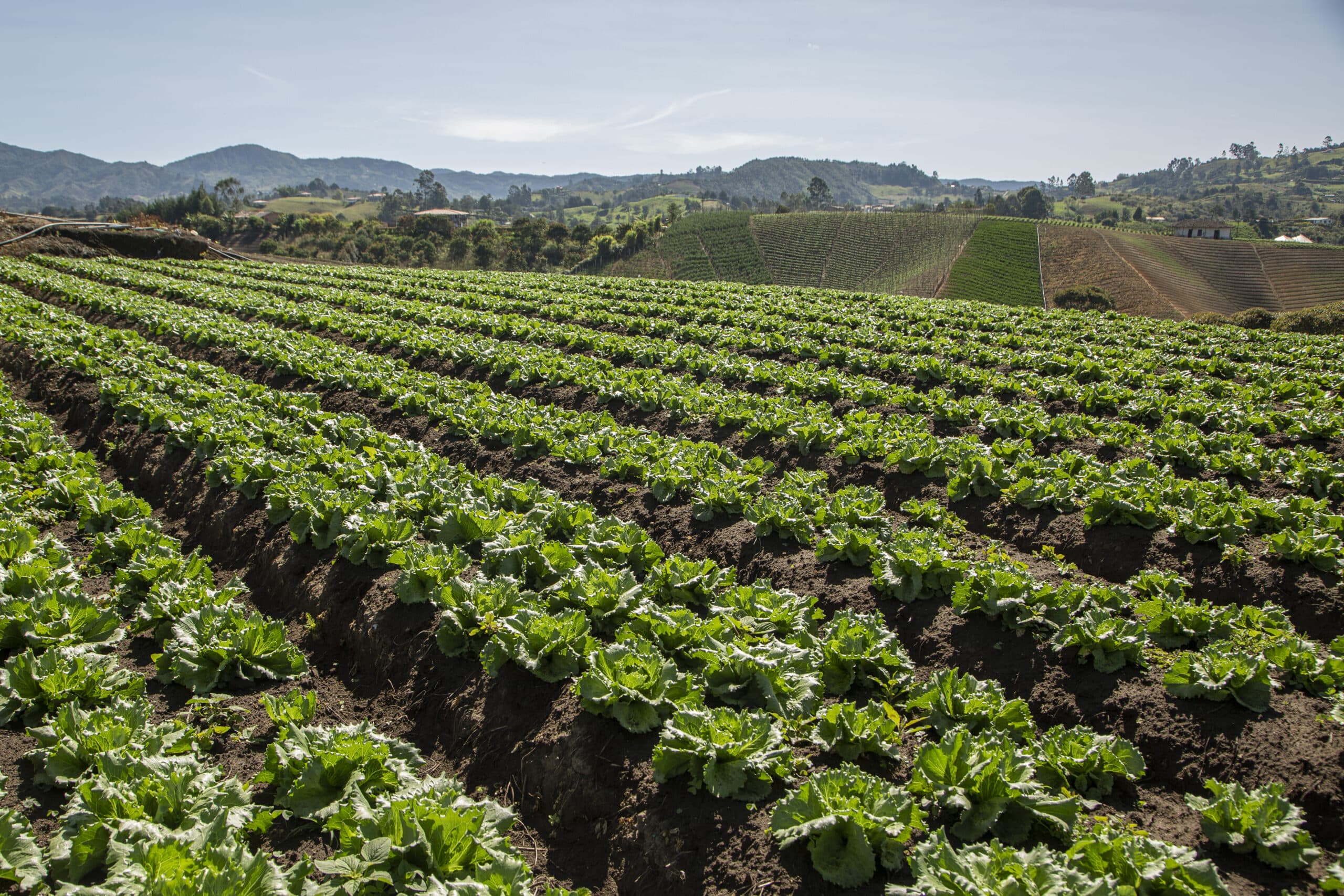 Vegetales y Hortalizas en vivero