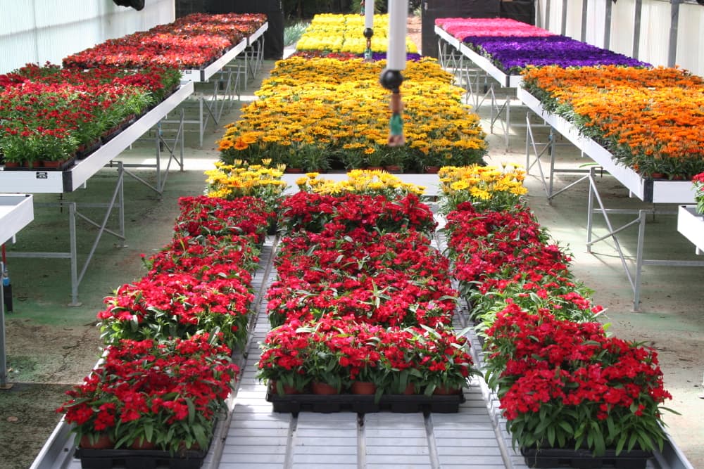 Plantas Ornamentales y Paisajismo fruto o floración