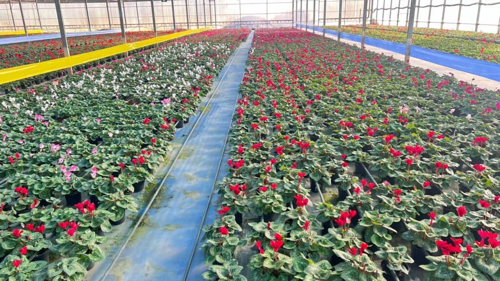 Plantas Ornamentales y Paisajismo en vivero